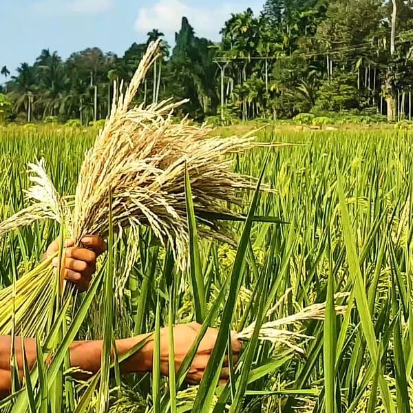 Tips Menjaga Padi